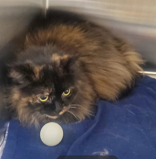 PEPPER, Senior Domestic Medium Hair (medium coat), cat for adoption in Florissant, Missouri