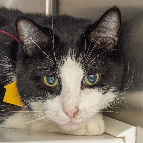 ANDRE, Adult Domestic Short Hair (medium coat), cat for adoption in Saint Louis, Missouri