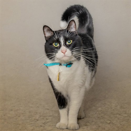 DANTE, Adult Domestic Short Hair (medium coat), cat for adoption in Saint Louis, Missouri