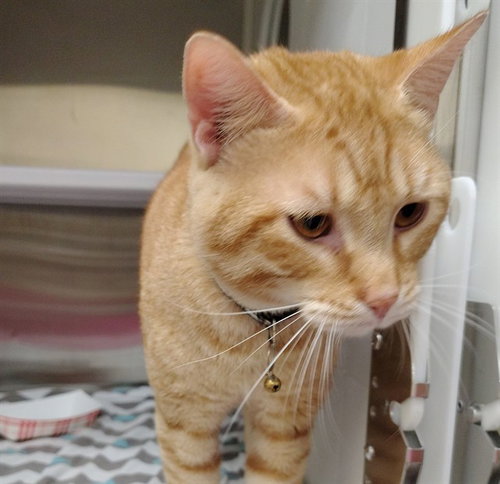 WATERWAY, Adult Domestic Short Hair (medium coat), cat for adoption in Saint Louis, Missouri