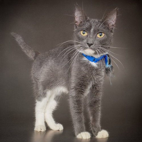 SHADOW, Young Domestic Short Hair (medium coat), cat for adoption in Saint Louis, Missouri