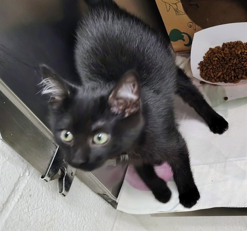 SMOKEY, Baby Domestic Short Hair (medium coat), cat for adoption in Saint Louis, Missouri