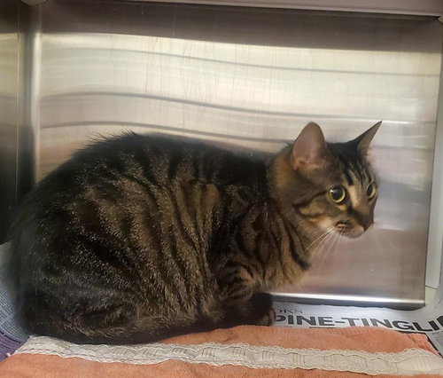 RASPBERRY, Adult Domestic Short Hair (medium coat), cat for adoption in Saint Louis, Missouri