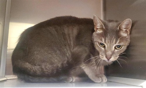 BLUEBERRY, Adult Domestic Short Hair (medium coat), cat for adoption in Saint Louis, Missouri