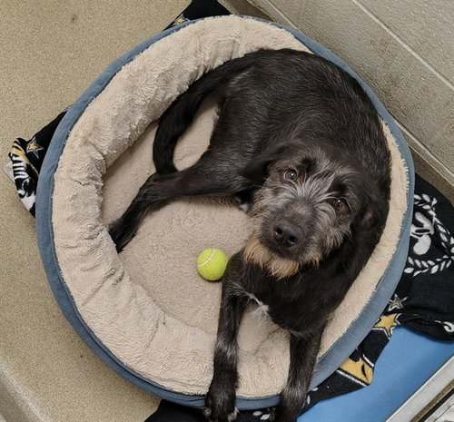 ARTHUR, an adoptable Labrador Retriever in St Louis, MO