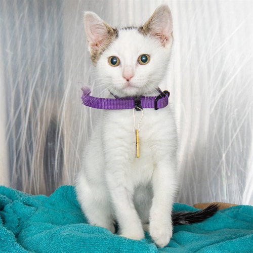 RAY, an adoptable Domestic Short Hair in St Louis, MO