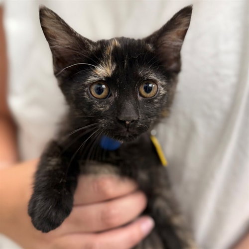 REESE, an adoptable Domestic Long Hair in St Louis, MO