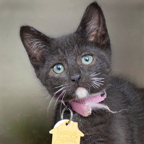 RUBY, an adoptable Domestic Short Hair in St Louis, MO
