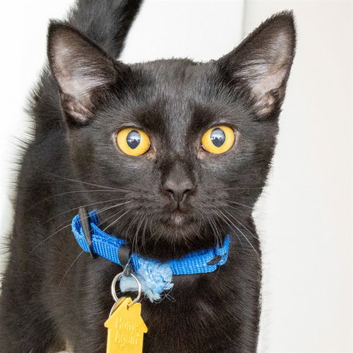 AYE AYE, an adoptable Domestic Short Hair in St Louis, MO