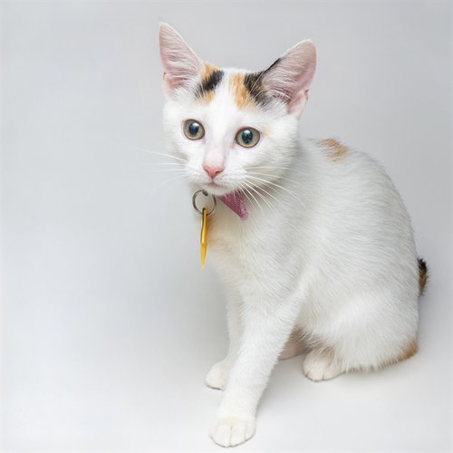 TURTLE, an adoptable Domestic Short Hair in St Louis, MO