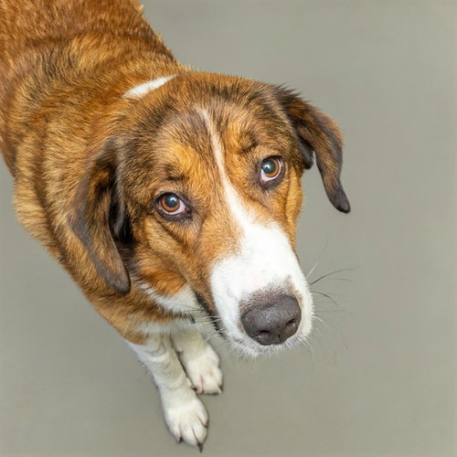 GULPER SHARK, an adoptable Great Pyrenees in St Louis, MO