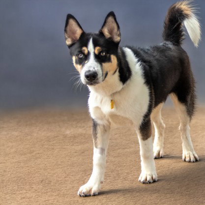 APOLLO, an adoptable Siberian Husky in St Louis, MO