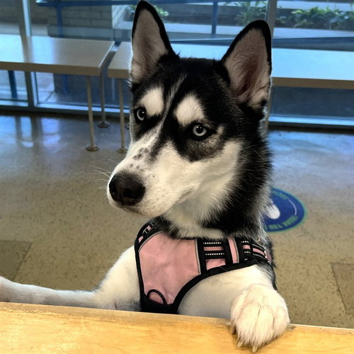CHLOE, an adoptable Siberian Husky in St Louis, MO