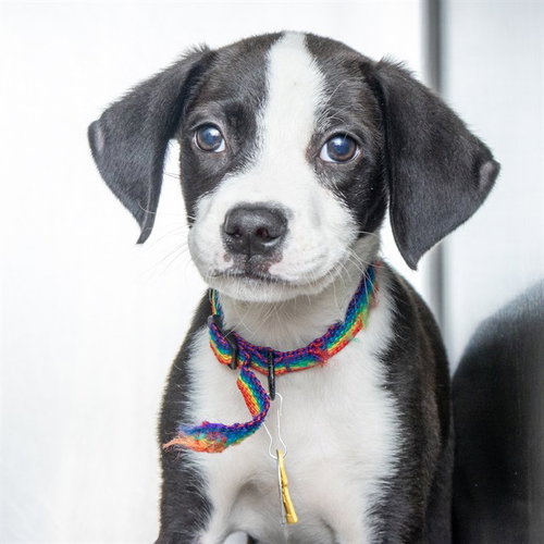 HAMMERHEAD, an adoptable Pointer in St Louis, MO