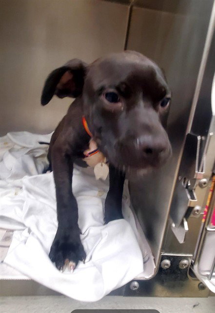 PRALINE, an adoptable Pit Bull Terrier in St Louis, MO