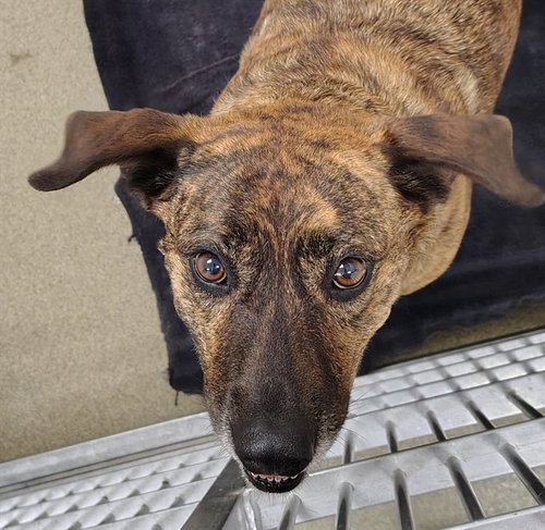 BELLA, an adoptable Black Mouth Cur in St Louis, MO
