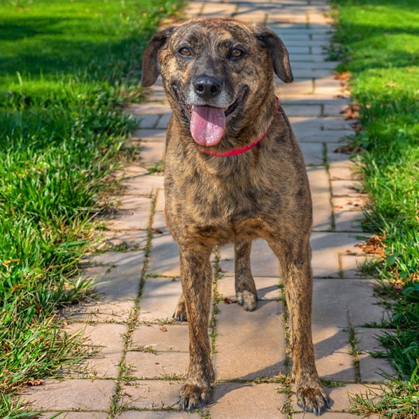 BELLA