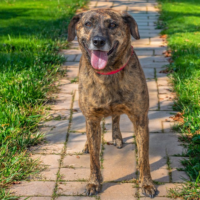 BELLA