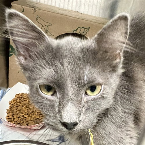 MILK, an adoptable Domestic Short Hair in St Louis, MO
