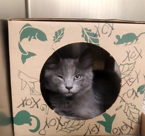 BRAMBLE SHARK, an adoptable Domestic Medium Hair in St Louis, MO