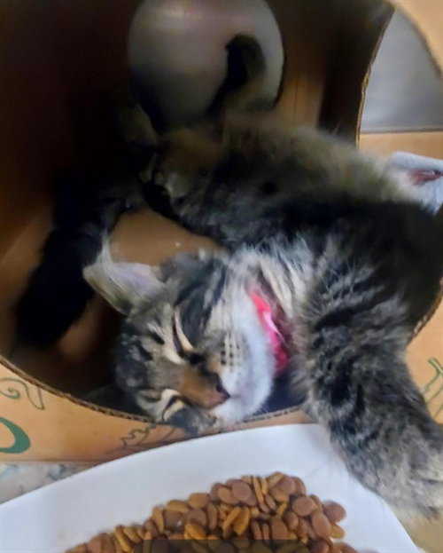TIGER SHARK, an adoptable Domestic Medium Hair in St Louis, MO