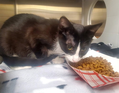 STAN, an adoptable Domestic Short Hair in St Louis, MO