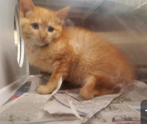 BUZZ, an adoptable Domestic Short Hair in St Louis, MO