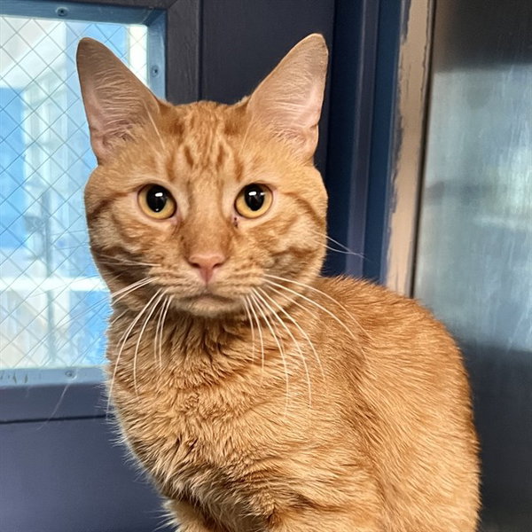 GARFIELD