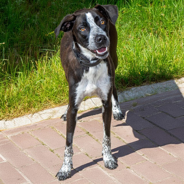HUCKLEBERRY Image
