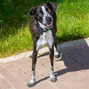 HUCKLEBERRY - Photo 1