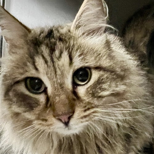 Cyrus