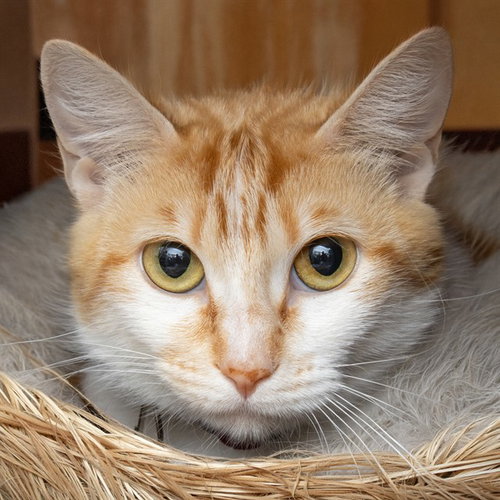 Tiggy