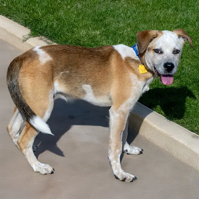 Grover - Pit Bull Terrier
