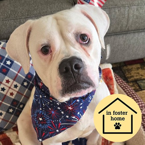 CORDELIA, an adoptable American Bulldog in St Louis, MO
