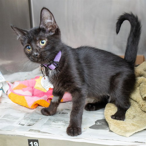 SUNFLOWER - Domestic Short Hair for adoption in St. Louis