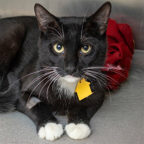 ZORRO - Domestic Short Hair for adoption in St. Louis