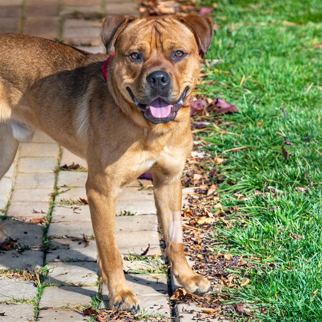 RYLO
