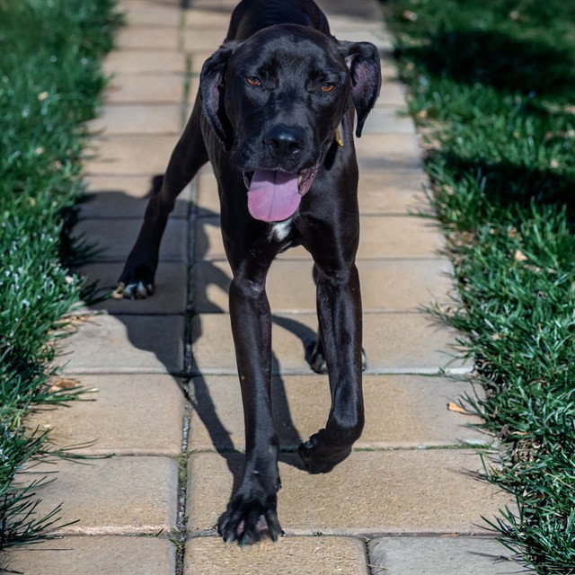 STELLA