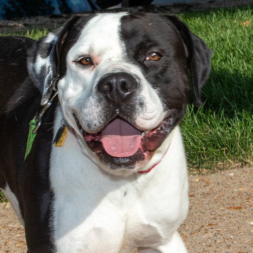 MAX, an adoptable American Bulldog in St Louis, MO