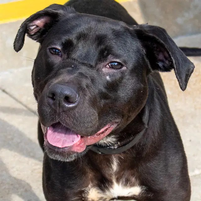 Lilo - Pit Bull Terrier