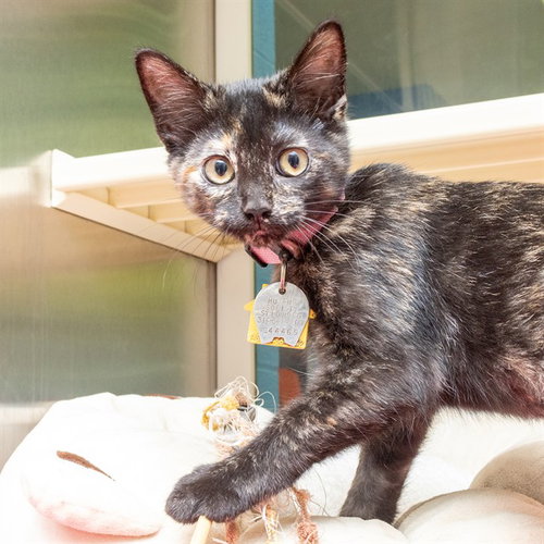 BINX - Domestic Short Hair available for adoption