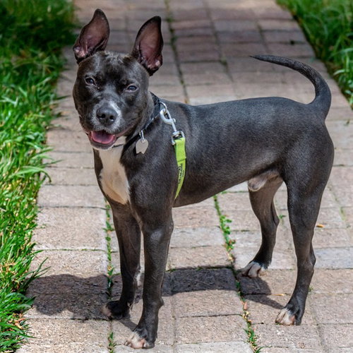 BERLIE - Pit Bull Terrier available for adoption