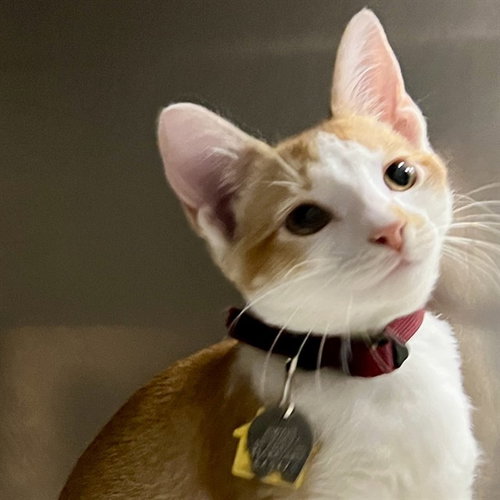 DAVEY - Domestic Short Hair available for adoption