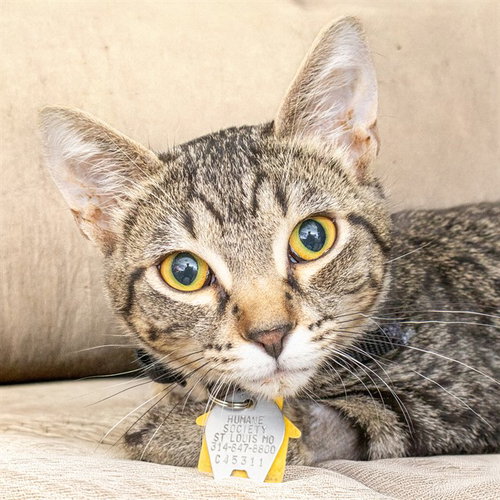 BUGGIE - Domestic Short Hair available for adoption