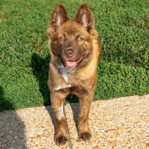 BEBE - Chow Chow / German Shepherd Dog available for adoption