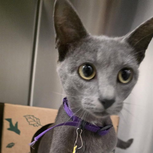DAISY - Domestic Short Hair available for adoption