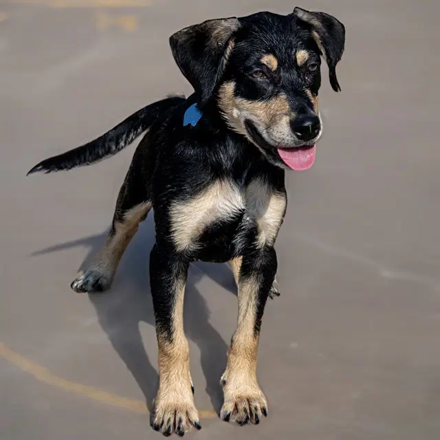 Chip - German Shepherd Dog