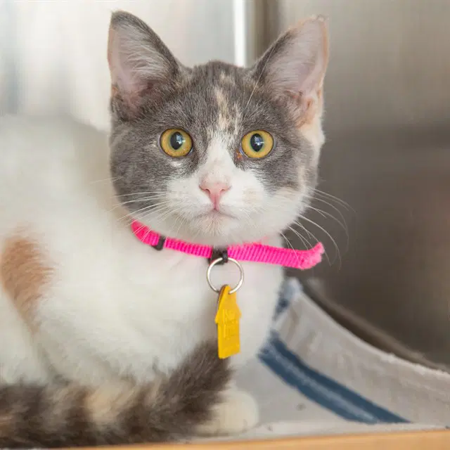 Scarlet - Domestic Short Hair