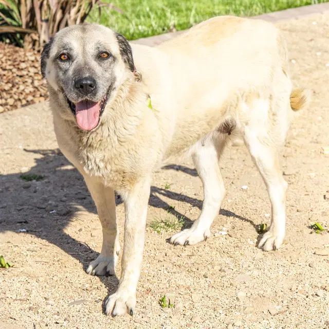 Wynnie - Anatolian Shepherd