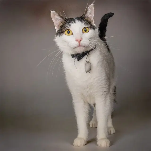 Freddie - Domestic Short Hair